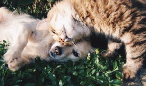 CBD for pets