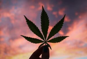 What’s the Difference Between CBD and THC?